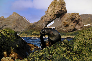Animals, Rocks, Wet, Animal, Seal HD wallpaper