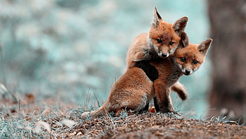 Cute foxes, Adorable charm, Whimsical , Playful innocence HD wallpaper