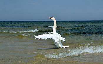 Animals, Waves, Shore, Bank, Bird, Wings, Swan, Wave, Sweep HD wallpaper