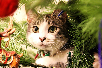 ≡ Little miss Ella Bella ≡, animals, clear eyes, cats, cute, beautiful, lovely, curious, christmas tree HD wallpaper