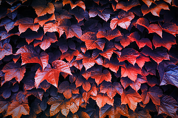 Autumn Leaves , leaves, autumn, nature HD wallpaper