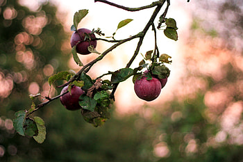 Food, Apples, Blur, Smooth, Branch HD wallpaper