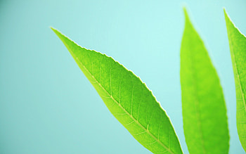 Grass, Leaves, Plant, Macro HD wallpaper