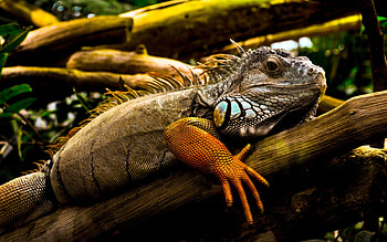 Iguana , Stunning reptile, Colorful scales, Nature background HD wallpaper