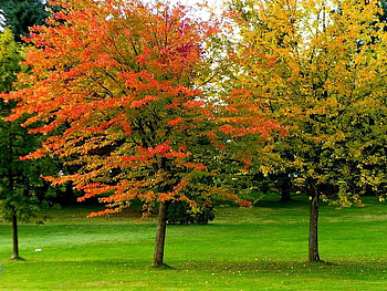 Red and Gold, trees, autumn, gold, red HD wallpaper