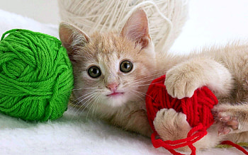 Animals, Cats HD wallpaper