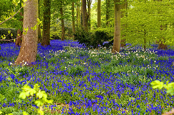 Forest wildflowers, beautiful, grass, spring, wildflowers, trees, greenery, nature, flowers, forest HD wallpaper