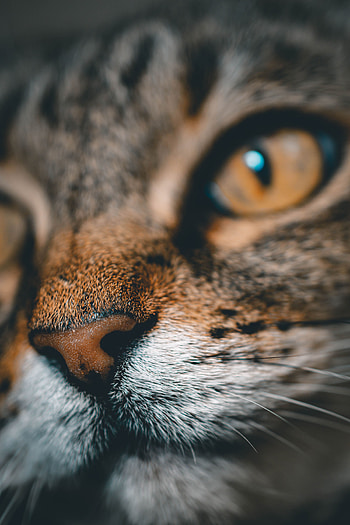 Animals, Cat, Muzzle, Close-Up, Pet, Nose HD phone wallpaper