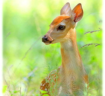 Adventure, fawn, green, brown and white, grass, spring, spotted HD wallpaper