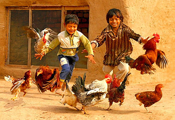 Kids w Hen, cool HD wallpaper