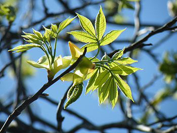 Nature, Leaves, Macro, Branches HD wallpaper