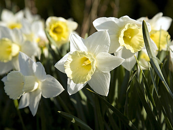 Daffodils, nature, macro, yellow HD wallpaper