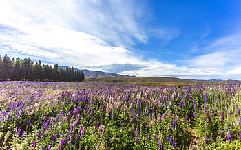 Lupine Field in New Zealand, lupines, purple, New Zealand, field HD wallpaper