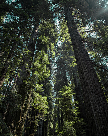 Nature, Trees, Fog, Branches, Trunks, Bottom View HD phone wallpaper