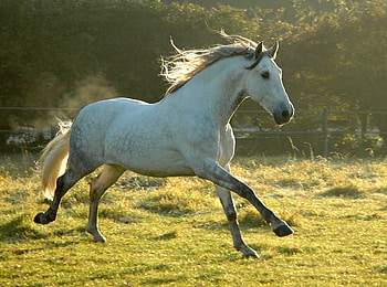 Walking to the Sun, spanish, andalusian, dawn, horses, grey, pre, sun HD wallpaper