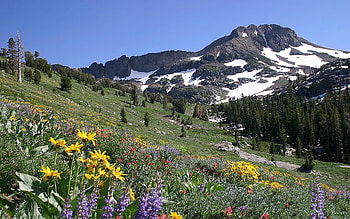 Nature, Flowers, Mountains, Snow, Vertex, Top, Slope, Meadow HD wallpaper