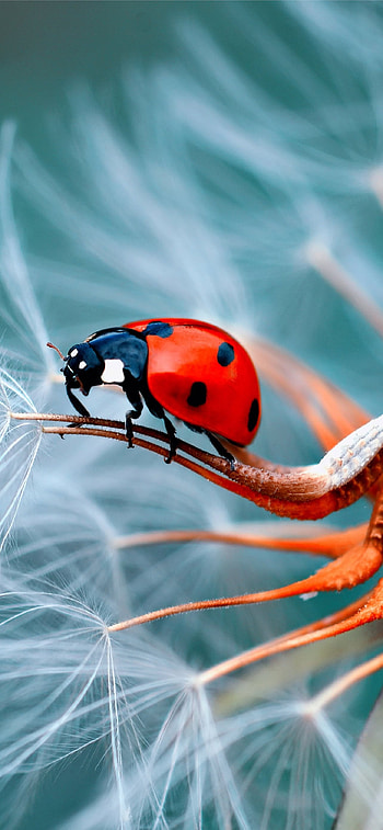 Beetle, Beetle insect , Popular, Backgrounds HD phone wallpaper