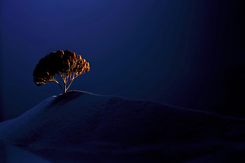A Lone Tree Sitting On The Top Of Mountains, tree, silhouette, evening, nature HD wallpaper