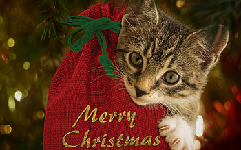 :), kitten, pisici, craciun, red, christmas, card, cat, paw HD wallpaper