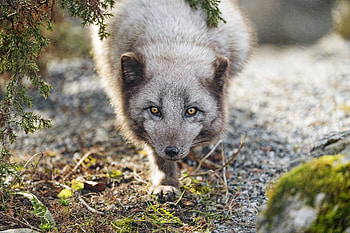 Animals, Muzzle, Predator, Animal, Arctic Fox HD wallpaper