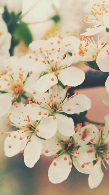 Flower, Spring, Bloom Floral, bloom, floral HD phone wallpaper