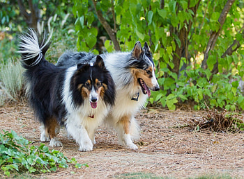 Two Scottish Shepherds, plants, Shepherds, Two Scottish, walk HD wallpaper
