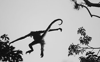 Monkeys, Animal, Monkey HD wallpaper