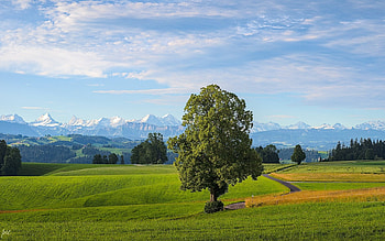 Fields in Switzerland, Switzerland, valley, trees, fields, mountains HD wallpaper