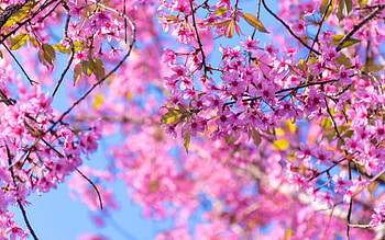 Spring, blue, pink, flower, sakura, cherry blossom HD wallpaper