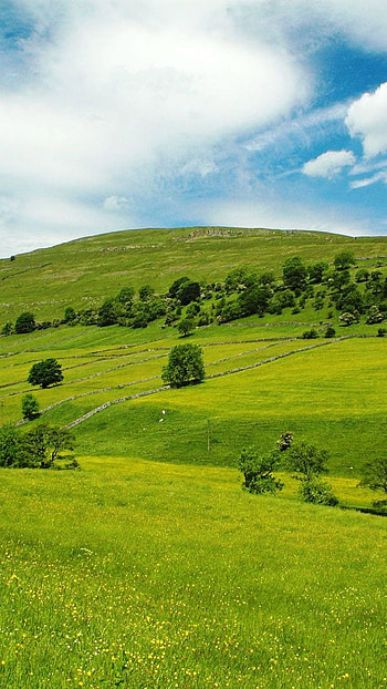 Green pastures , Top green, Pastures backgrounds HD phone wallpaper