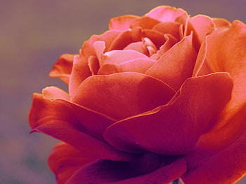 Plants, Flowers, Roses HD wallpaper