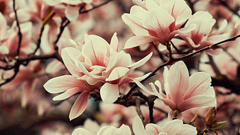 Magnolia Flowers Branches Plant Flowering Spring HD wallpaper