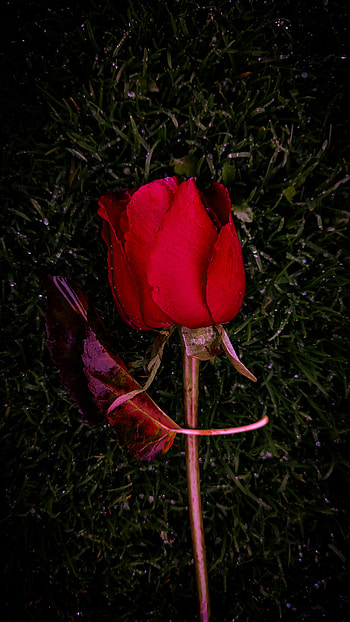 Autumn Rose, love, rain, flowers, nature, black, red, special, beautiful, petal, leafs, raindrops, romantic, grass, dark HD phone wallpaper