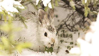 Mountain hare, Hares HD wallpaper