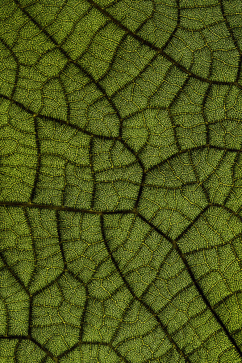 Macro, Texture, Textures, Close-Up, Leaflet, Veins HD phone wallpaper