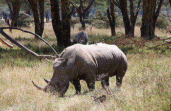 Animals, Trees, Grass, Forest, Rhinoceros, Drought HD wallpaper