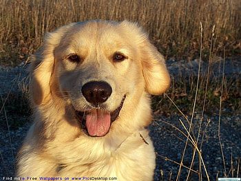 A PORTRAIT OF A RETRIEVER, playful retriever, friendly HD wallpaper