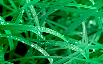 Plants, Grass, Drops HD wallpaper