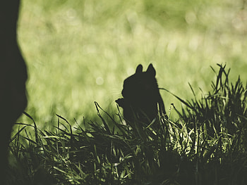 Animals, Squirrel, Grass, Dark, Silhouette, Animal HD wallpaper
