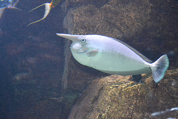 They went that a away, graphy, silver, funny, fish, water, aquarium HD wallpaper