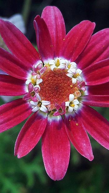 pink flower, flower, earth, nature, daisy HD phone wallpaper