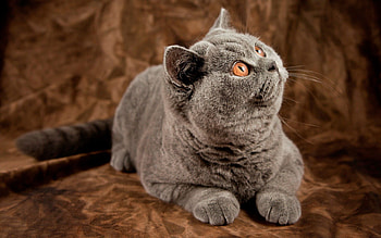 Animals, Cat, Grey, Sight, Opinion, Thick, Fat, Briton HD wallpaper