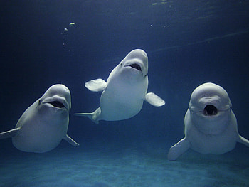 Beluga Whale, Stunning whale-themed , Aquatic elegance on your screen, bliss with belugas HD wallpaper