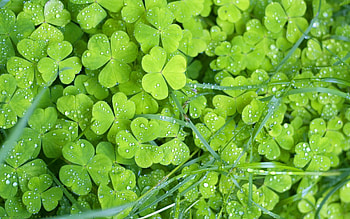 Grass, Leaves, Drops, Macro, Clover HD wallpaper