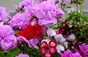 Flowers, Bright, Close-Up, Bloom, Flowering, Geranium HD wallpaper