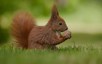 Walnuts, Artistic , beautification, Visual delight HD wallpaper