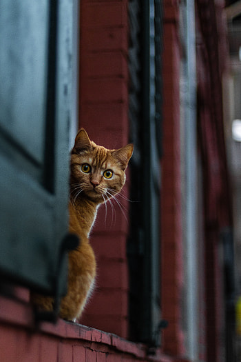 Animals, Cat, Sight, Opinion, Astonishment, Surprise, Peek Out, Look Out HD phone wallpaper