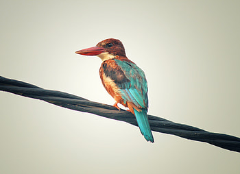 Colorful, Avian, bird, small HD wallpaper