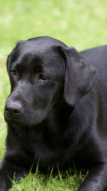 Black Dog, Cute, Labra HD phone wallpaper
