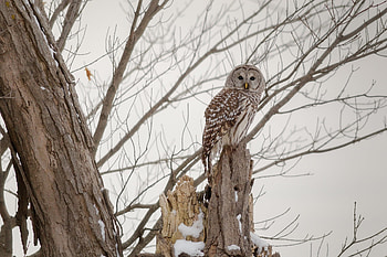 Animals, Winter, Owl, Wood, Forest, Tree HD wallpaper